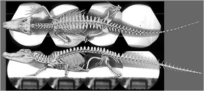 Modeling Sprawling Locomotion of the Stem Amniote Orobates: An Examination of Hindlimb Muscle Strains and Validation Using Extant Caiman